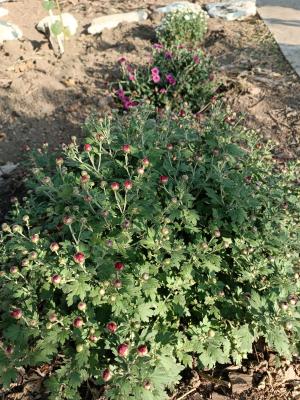 Прикрепленное изображение: Resizer_16965987049085.jpeg